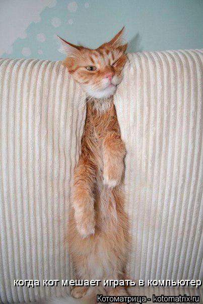 когда кот мешает играть в компьютер... Котоматрица: когда кот мешает играть в компьютер