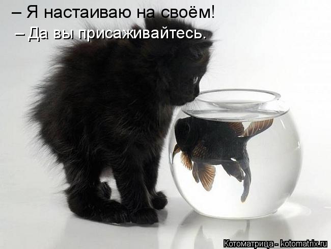 – Я настаиваю на своём! – Да вы присаживайтесь.... Котоматрица: – Я настаиваю на своём! – Да вы присаживайтесь.