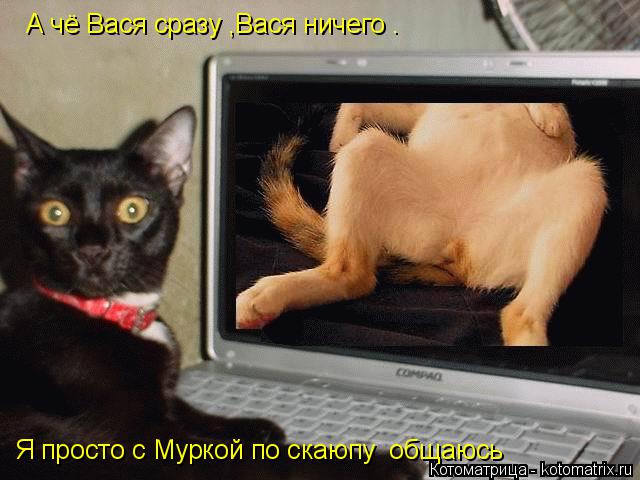 Котоматрица: А чё Вася сразу ,Вася ничего . Я просто с Муркой по скаюпу  общаюсь
