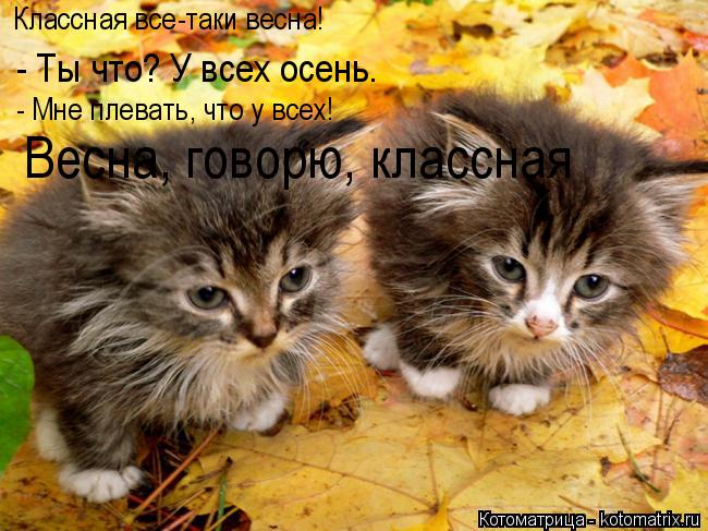 Классная все-таки весна! - Ты что? У всех осень. - Мне плевать, что у всех! Весна, говорю, классная... Котоматрица: Классная все-таки весна! - Ты что? У всех осень. - Мне плевать, что у всех! Весна, говорю, классная