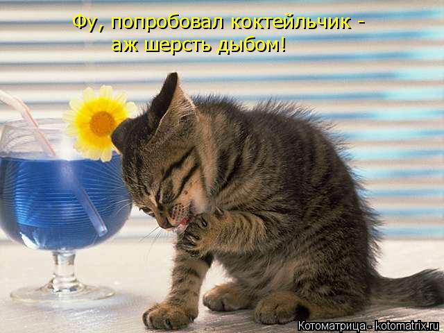 Фу, попробовал коктейльчик - аж шерсть дыбом!... Котоматрица: Фу, попробовал коктейльчик - аж шерсть дыбом!