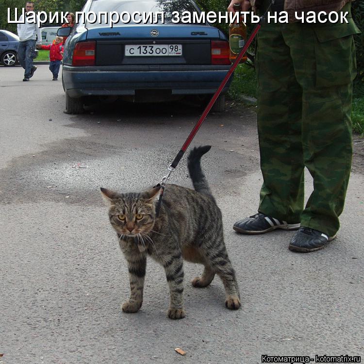 Котоматрица: Шарик попросил заменить на часок