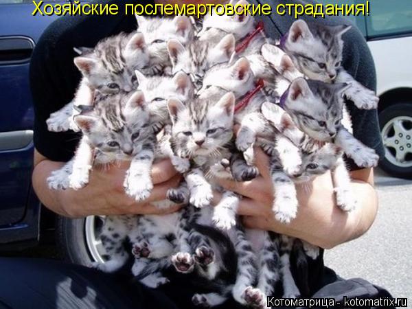 Котоматрица: Хозяйские послемартовские страдания!
