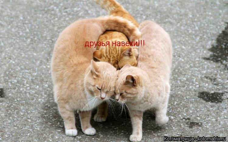 друзья навеки!!!... Котоматрица: друзья навеки!!!