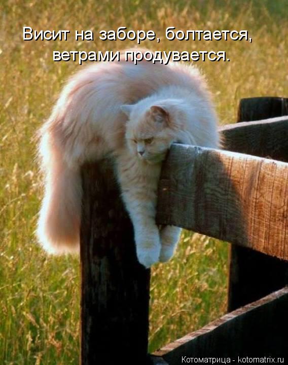 Висит на заборе, болтается, ветрами продувается.... Котоматрица: Висит на заборе, болтается, ветрами продувается.