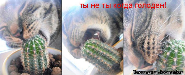ты не ты когда голоден!... Котоматрица: ты не ты когда голоден!