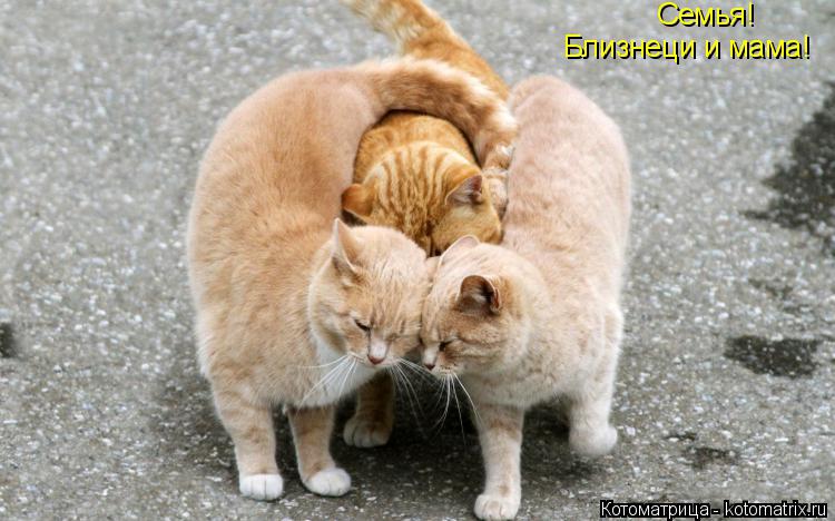 Котоматрица: Семья! Близнеци и мама!