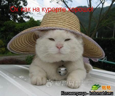 Ох как на курорте хорошо!... Котоматрица: Ох как на курорте хорошо!