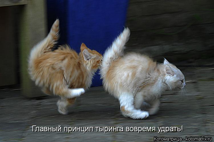 Главный принцип тыринга вовремя удрать!... Котоматрица: Главный принцип тыринга вовремя удрать!