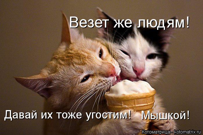 Везет же людям! Давай их тоже угостим! Мышкой!... Котоматрица: Везет же людям! Давай их тоже угостим! Мышкой!