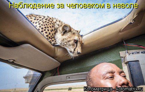 Наблюдение за человеком в неволе... Котоматрица: Наблюдение за человеком в неволе