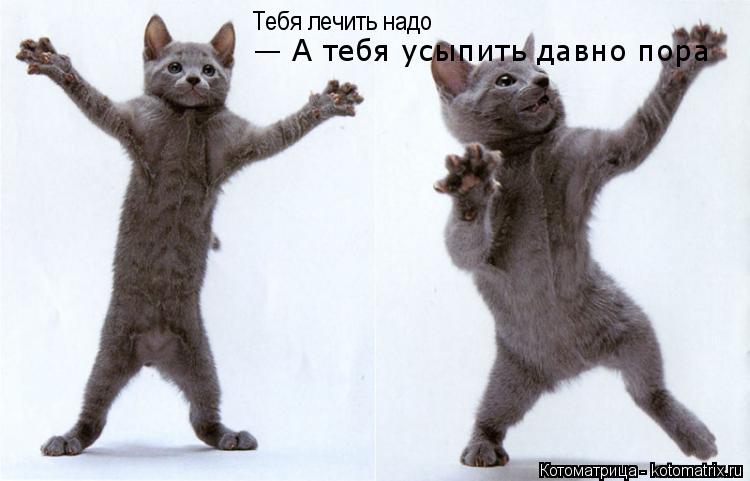 Тебя лечить надо — А тебя усыпить давно пора... Котоматрица: Тебя лечить надо — А тебя усыпить давно пора