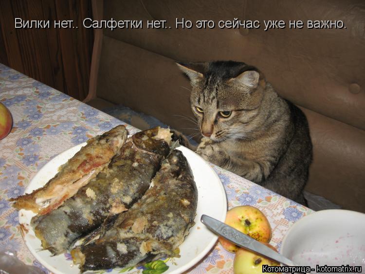 Котоматрица: Вилки нет.. Салфетки нет.. Но это сейчас уже не важно.
