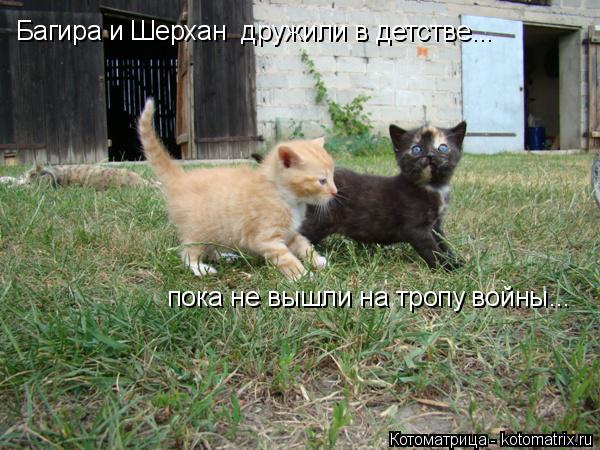 Багира и Шерхан дружили в детстве... пока не вышли на тропу войны...... Котоматрица: Багира и Шерхан дружили в детстве... пока не вышли на тропу войны...