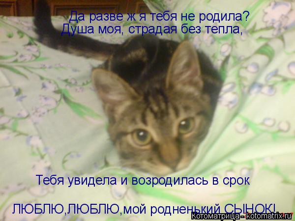 Котоматрица: ЛЮБЛЮ,ЛЮБЛЮ,мой родненький СЫНОК! Да разве ж я тебя не родила?  Душа моя, страдая без тепла, Тебя увидела и возродилась в срок