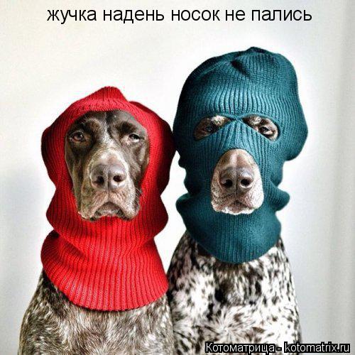 жучка надень носок не пались... Котоматрица: жучка надень носок не пались