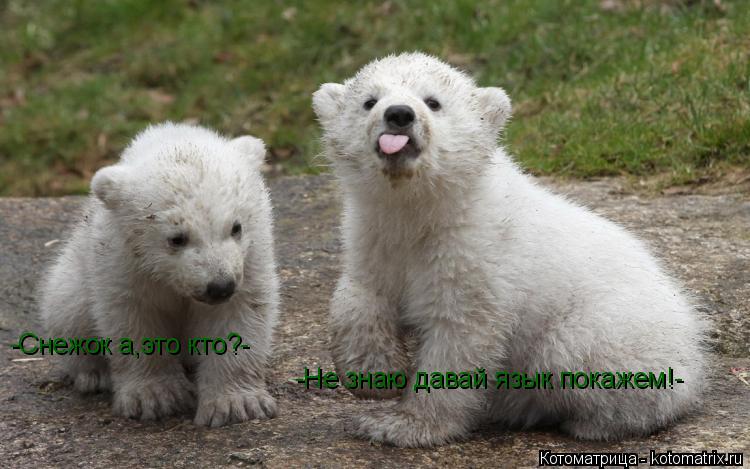 -Снежок а,это кто?- -Не знаю давай язык покажем!-... Котоматрица: -Снежок а,это кто?- -Не знаю давай язык покажем!-