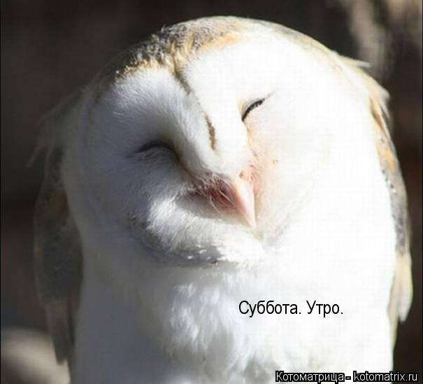 Котоматрица: Суббота. Утро.