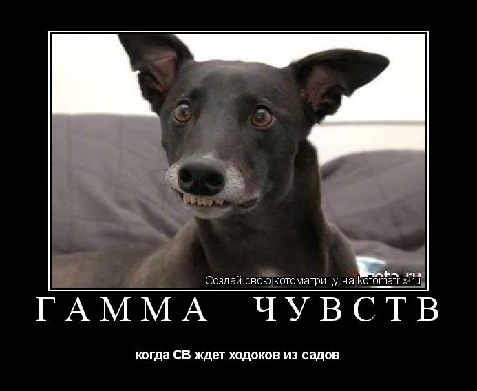 Котоматрица: ГАММА  ЧУВСТВ когда СВ ждет ходоков из садов