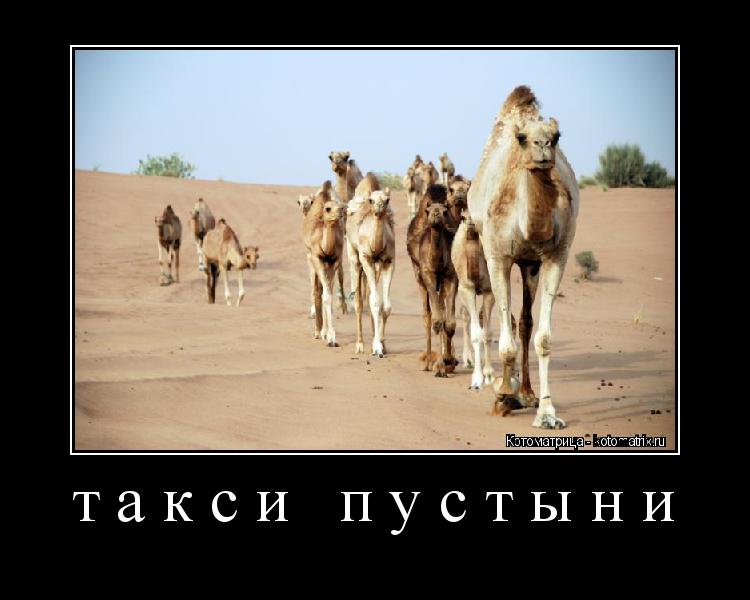такси пустыни ... Котоматрица: такси пустыни