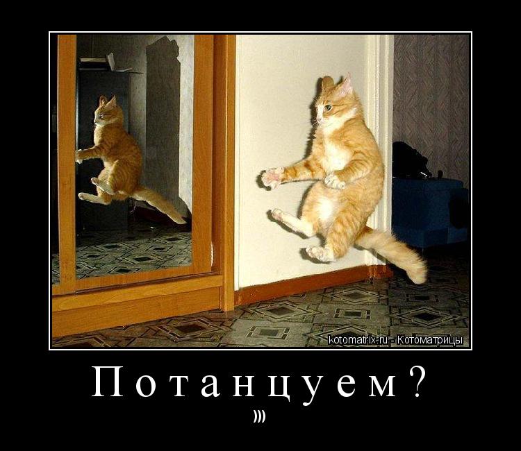 Потанцуем? )))... Котоматрица: Потанцуем? )))