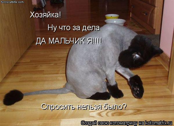 Хозяйка! Ну что за дела ДА МАЛЬЧИК Я!!!! Спросить нельзя было?... Котоматрица: Хозяйка! Ну что за дела ДА МАЛЬЧИК Я!!!! Спросить нельзя было?