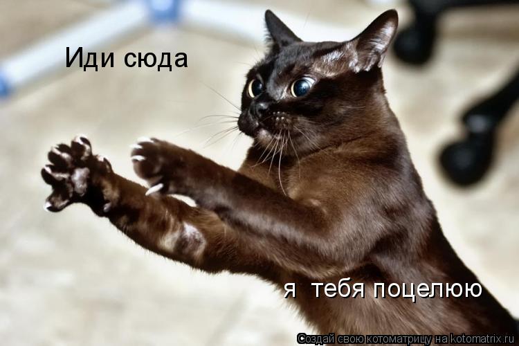 я тебя поцелюю Иди сюда... Котоматрица: я тебя поцелюю Иди сюда