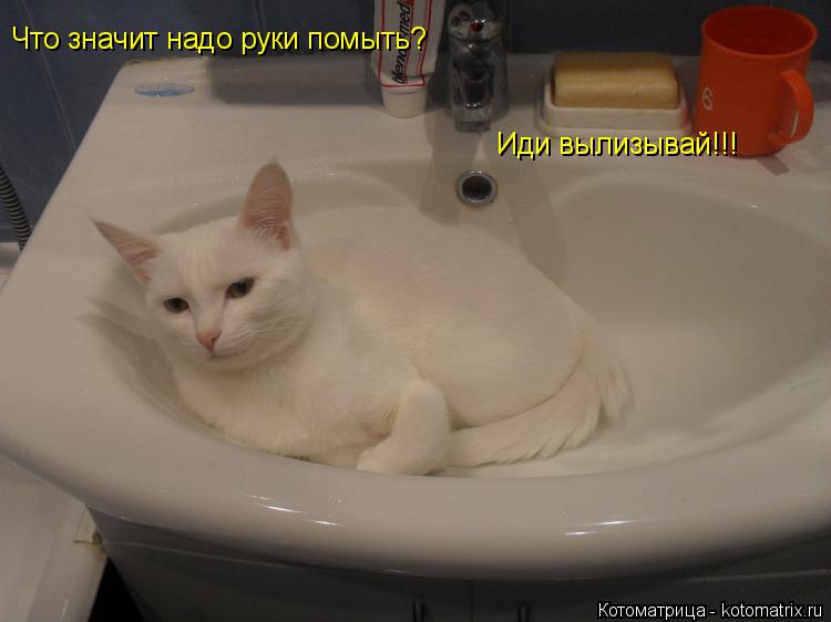 Что значит надо руки помыть? Иди вылизывай!!!... Котоматрица: Что значит надо руки помыть? Иди вылизывай!!!