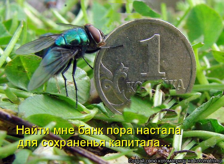 Найти мне банк пора настала для сохраненья капитала...... Котоматрица: Найти мне банк пора настала для сохраненья капитала...