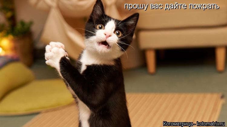 прошу вас дайте пожрать... Котоматрица: прошу вас дайте пожрать