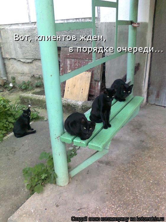 Вот, клиентов ждем, в порядке очереди...... Котоматрица: Вот, клиентов ждем, в порядке очереди...