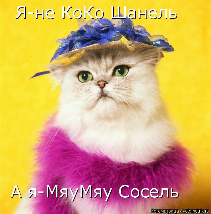 Я-не КоКо Шанель А я-МяуМяу Сосель... Котоматрица: Я-не КоКо Шанель А я-МяуМяу Сосель