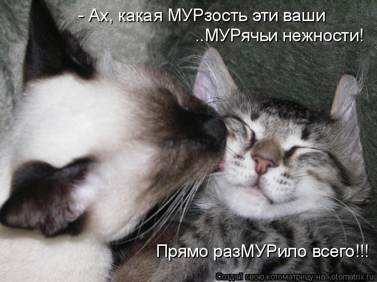 - Ах, какая МУРзость эти ваши ..МУРячьи нежности! Прямо разМУРило всего!!!... Котоматрица: - Ах, какая МУРзость эти ваши ..МУРячьи нежности! Прямо разМУРило всего!!!