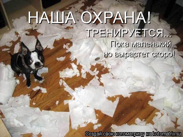 НАША ОХРАНА! ТРЕНИРУЕТСЯ... Пока маленький, но вырастет скоро!... Котоматрица: НАША ОХРАНА! ТРЕНИРУЕТСЯ... Пока маленький, но вырастет скоро!
