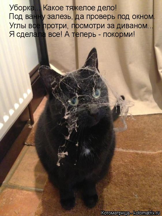 Уборка... Какое тяжелое дело! Под ванну залезь, да проверь под окном. Углы все протри, посмотри за ди... Котоматрица: Уборка... Какое тяжелое дело! Под ванну залезь, да проверь под окном. Углы все протри, посмотри за диваном... Я сделала все! А теперь - покорми!