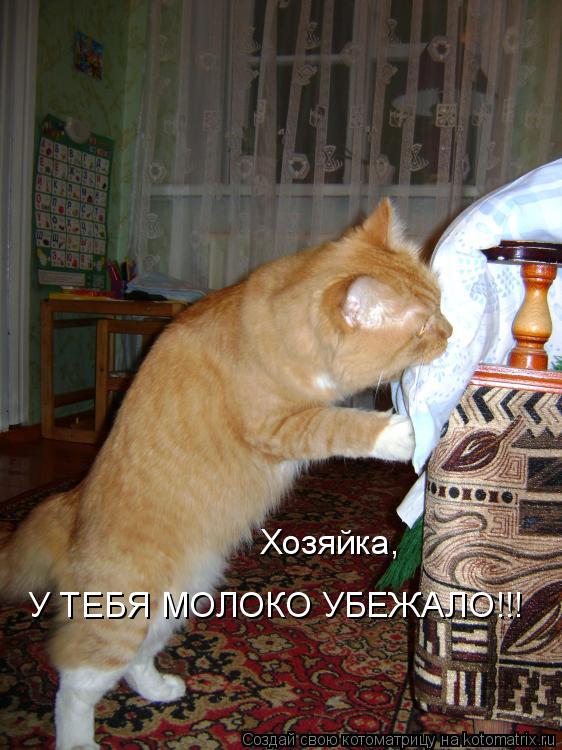 Хозяйка, У ТЕБЯ МОЛОКО УБЕЖАЛО!!!... Котоматрица: Хозяйка, У ТЕБЯ МОЛОКО УБЕЖАЛО!!!