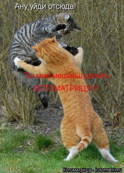 Ану уйди отсюда! Ты мне мешаеш делать КОТОМАТРИЦУ!!!... Котоматрица: Ану уйди отсюда! Ты мне мешаеш делать КОТОМАТРИЦУ!!!