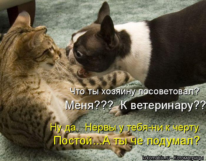 Что ты хозяину посоветовал? Меня??? К ветеринару?? Ну да. Нервы у тебя-ни к черту. Постой...А ты ... Котоматрица: Что ты хозяину посоветовал? Меня??? К ветеринару?? Ну да. Нервы у тебя-ни к черту. Постой...А ты че подумал?