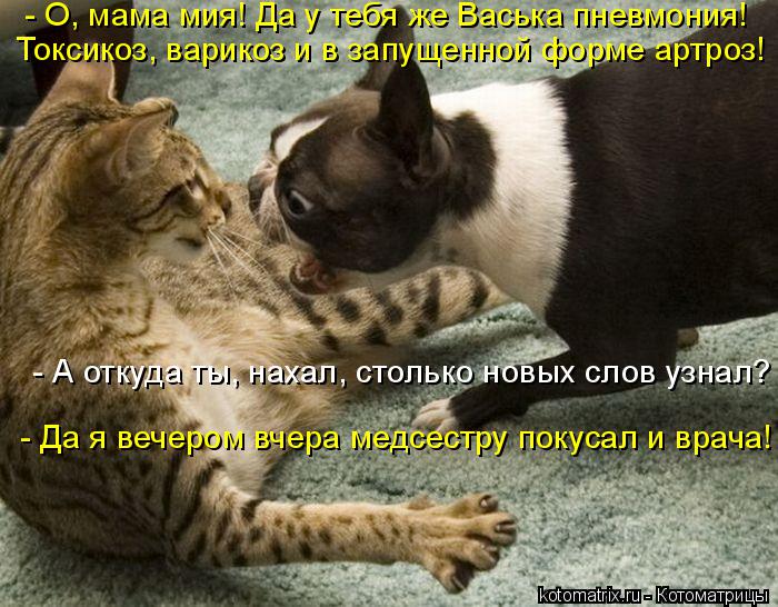 - О, мама мия! Да у тебя же Васька пневмония! Токсикоз, варикоз и в запущенной форме артроз! - А от... Котоматрица: - О, мама мия! Да у тебя же Васька пневмония! Токсикоз, варикоз и в запущенной форме артроз! - А откуда ты, нахал, столько новых слов узнал? - Да