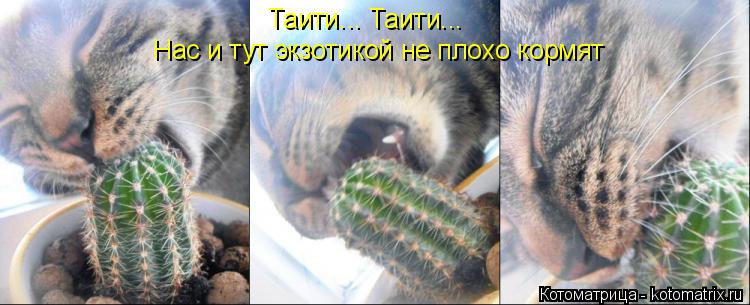 Таити... Таити... Нас и тут экзотикой не плохо кормят... Котоматрица: Таити... Таити... Нас и тут экзотикой не плохо кормят