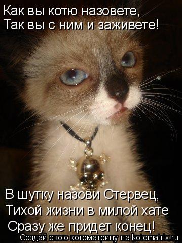 Как вы котю назовете, Так вы с ним и заживете! В шутку назови Стервец, Тихой жизни в милой хате Сразу... Котоматрица: Как вы котю назовете, Так вы с ним и заживете! В шутку назови Стервец, Тихой жизни в милой хате Сразу же придет конец!
