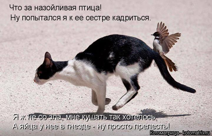 Что за назойливая птица! Ну попытался я к ее сестре кадриться. Я ж не со зла, мне кушать так хотелось... Котоматрица: Что за назойливая птица! Ну попытался я к ее сестре кадриться. Я ж не со зла, мне кушать так хотелось, А яйца у нее в гнезде - ну просто прелест
