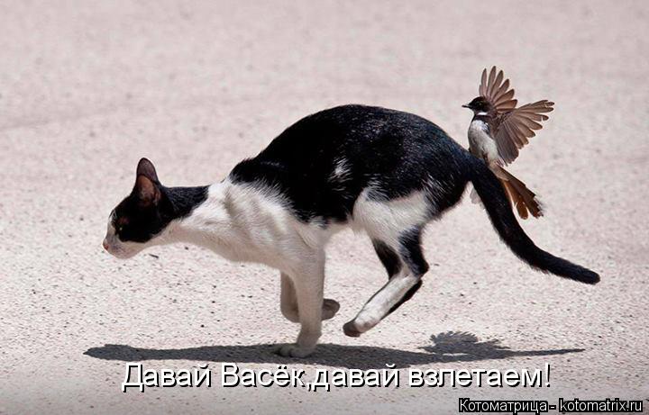 Давай Васёк,давай взлетаем!... Котоматрица: Давай Васёк,давай взлетаем!