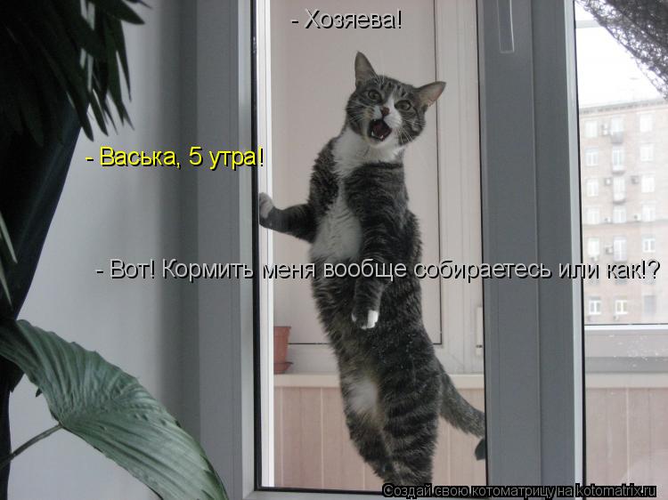 - Хозяева! - Васька, 5 утра! - Вот! Кормить меня вообще собираетесь или как!?... Котоматрица: - Хозяева! - Васька, 5 утра! - Вот! Кормить меня вообще собираетесь или как!?