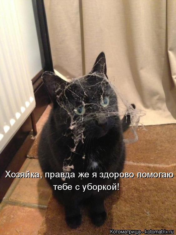 тебе с уборкой! Хозяйка, правда же я здорово помогаю... Котоматрица: тебе с уборкой! Хозяйка, правда же я здорово помогаю