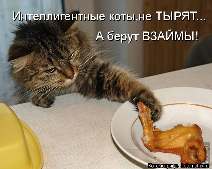 Интеллигентные коты,не ТЫРЯТ... А берут ВЗАЙМЫ!... Котоматрица: Интеллигентные коты,не ТЫРЯТ... А берут ВЗАЙМЫ!