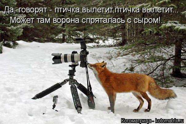 Да, говорят - птичка вылетит,птичка вылетит... Может там ворона спряталась с сыром!..... Котоматрица: Да, говорят - птичка вылетит,птичка вылетит... Может там ворона спряталась с сыром!..