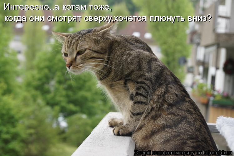 Котоматрица: Интересно..а котам тоже, когда они смотрят сверху,хочется плюнуть вниз?