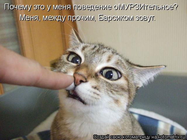 Меня, между прочим, Барсиком зовут. Почему это у меня поведение оМУРЗИтельное?... Котоматрица: Меня, между прочим, Барсиком зовут. Почему это у меня поведение оМУРЗИтельное?