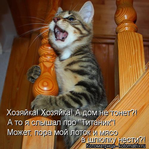 Хозяйка! Хозяйка! А дом не тонет?! А то я слышал про "Титаник"! Может, пора мой лоток и мясо в шлюпк... Котоматрица: Хозяйка! Хозяйка! А дом не тонет?! А то я слышал про "Титаник"! Может, пора мой лоток и мясо в шлюпку нести?!